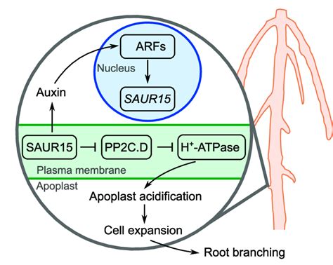 Model Of How SAUR15 Connects Auxin Signaling And Root Branching In The