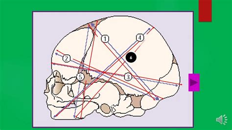 diameters of the fetal skull Diagram | Quizlet