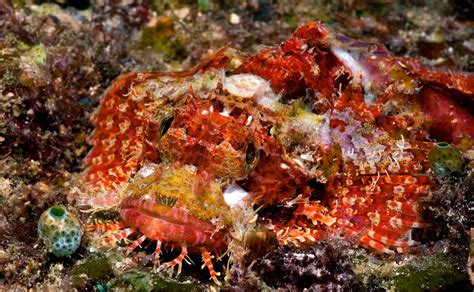 Scorpionfish - Ocean Animals