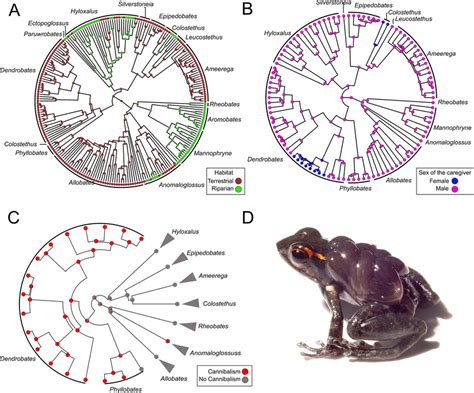 Ancestral Reconstruction Of A Habitat B Sex Of Caregiver And C