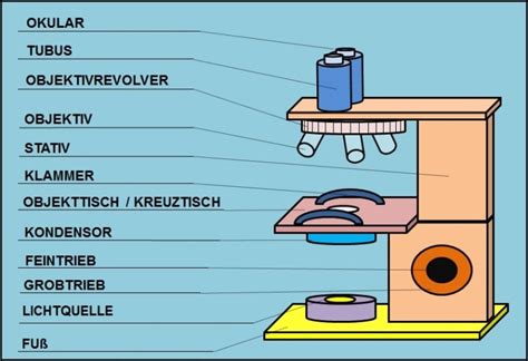 Light Microscope Microscopes And Microscopy