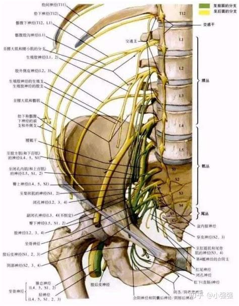 每日一学：腰丛及其分支 知乎