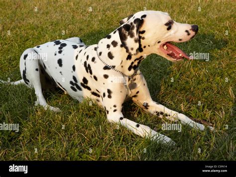 Female Dalmatian Dog Hi Res Stock Photography And Images Alamy