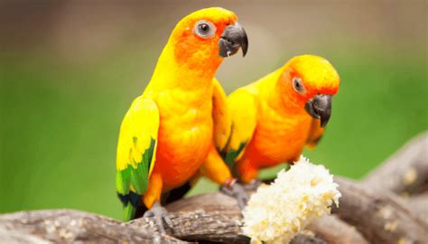 13 Different Types of Conure (with Images) - Bird Sphere