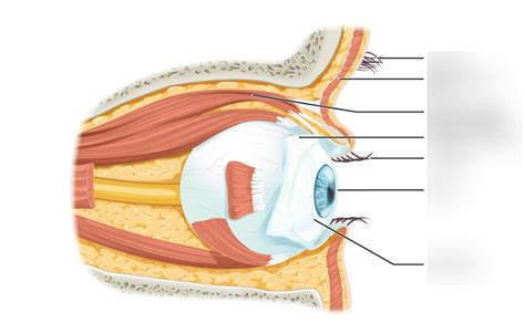 The Eye In The Orbit Diagram Quizlet