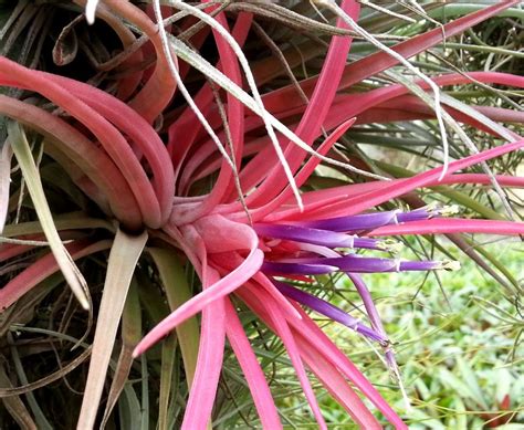 Bromeliads In Australia Tillandsia Velutina