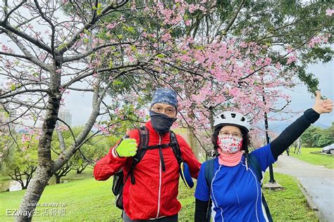 春暖花開綻放櫻姿 河津櫻粉嫩新店陽光公園 Ezway生活報報