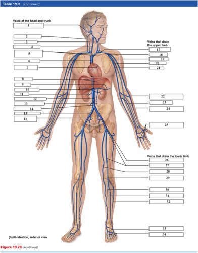 Arteries And Veins Lab Exam 2 Flashcards Quizlet