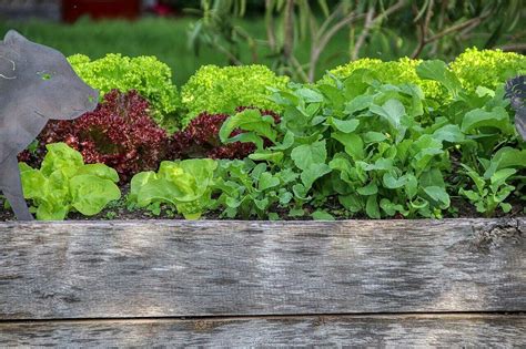 Hochbeete für den Balkon So kannst du platzsparend dein eigenes Gemüse