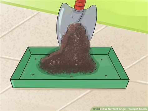 How to Plant Angel Trumpet Seeds (with Pictures) - wikiHow