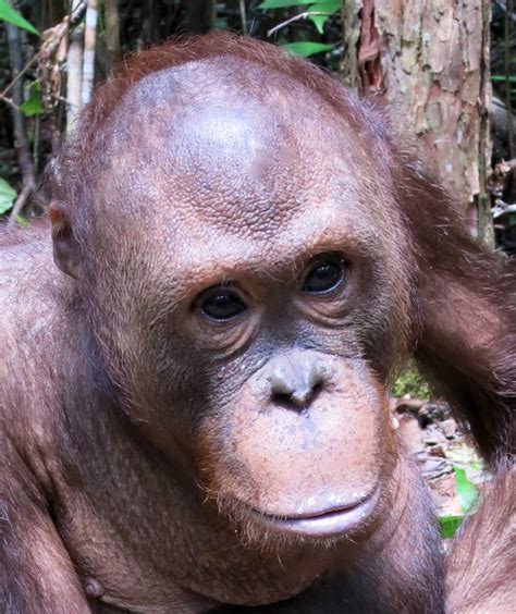 February 2021 - Tommy - Orangutan Foundation International Australia