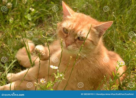 Gato Malhado Alaranjado Na Grama Imagem De Stock Imagem De Gato