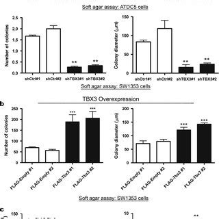 TBX3 Promotes Anchorage Independent Growth And In Vivo Tumour Forming