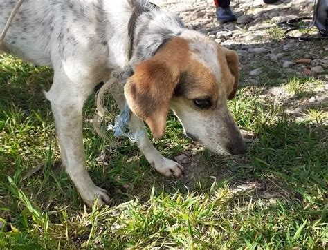 Cagnolina Impiccata Salvata Dai Passanti Cagliari Vistanet