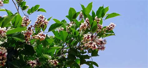 Philippine Native Trees with the Most Beautiful Flowers - Discover The ...