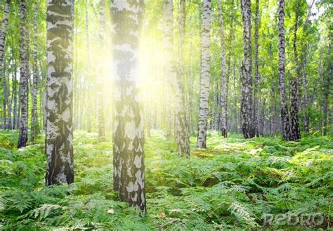 Poster Birken und Farne im Wald nach Maß myredro de