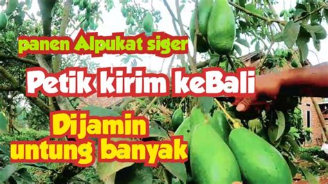 Panen Alpukat Siger Jual Kebali Dijamin Untung Besar Youtube