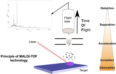 Whole Cell Maldi Tof Mass Spectrometry Is An Accurate And Rapid Method