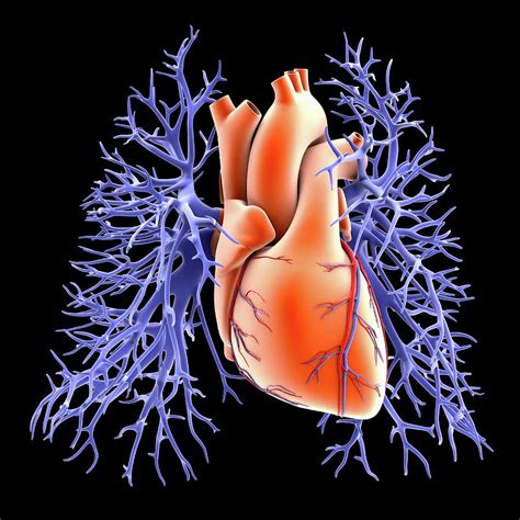 Circulatory System Of Heart And Lungs Photograph by Alfred Pasieka ...