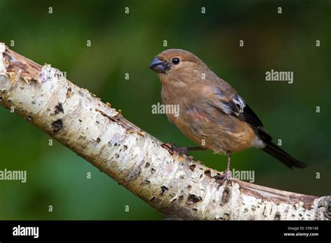 Juvenile Bullfinch Hi Res Stock Photography And Images Alamy