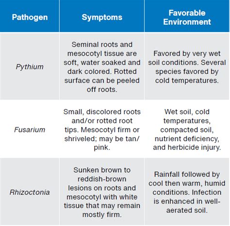 Seed And Seedling Diseases Of Corn Agventure