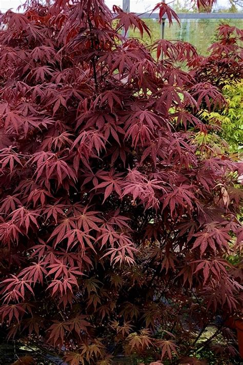 Buy Pixie Dwarf Red Japanese Maple - FREE SHIPPING - 2 Gallon Pot Size - Trees For Sale Online ...