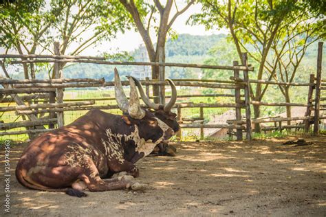 Cute Ankole-Watusi bull with very large horns in the farm. The Ankole ...