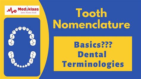 Tooth Nomenclature L Basics L Landmarks L Dental Terminologies L