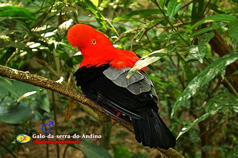 Ornitologia Galo Da Serra Andino Rupicola Peruvianus