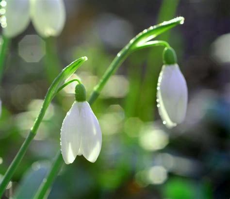 January Birth Flowers: Carnation and Snowdrop | What Do They Mean ...