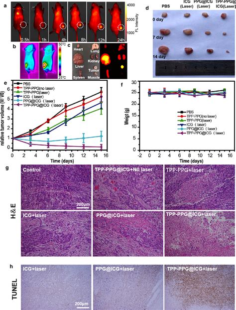 In Vivo Synergistic Phototherapy Of TPP PPG ICG On MG63 Dox Tumor