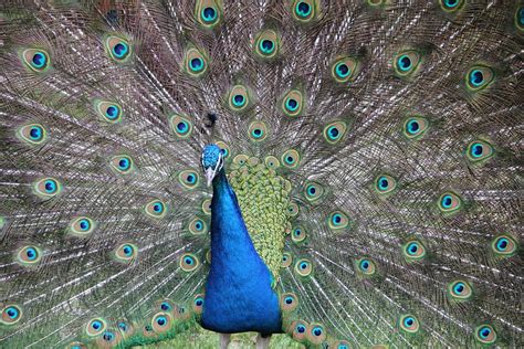 Free photo: Peacock, Colorful, Feathers, Bird - Free Image on Pixabay ...