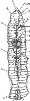 Worm Internal Diagram Diagram Quizlet