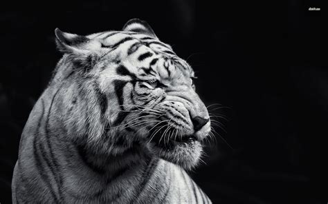 Black and White Animal Wallpaper (67+ pictures) - WallpaperSet