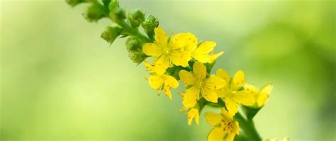 Bachblüten Nr 1 Agrimony Odermennig Gesundheit