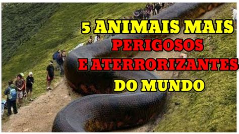 OS 5 ANIMAIS MAIS PERIGOSOS E ATERRORIZANTES DO MUNDO YouTube