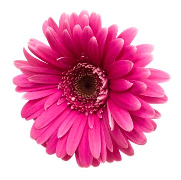 Pink Gerbera Isolated On White Pink Gerbera Flower Bright Png