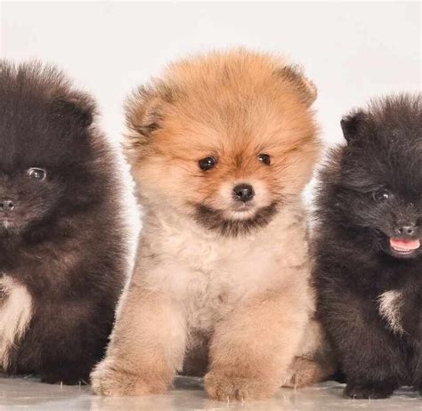 Pomerania Perros Raza Datos Aspectos Destacados Y Consejos 53 OFF