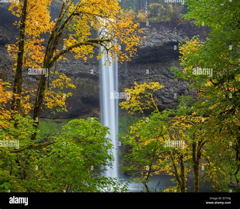 Silver Falls State Park Or South Falls Plunges Ft Over Basalt