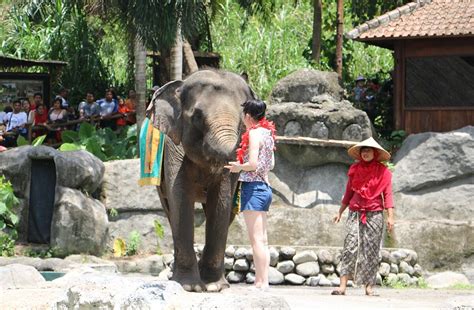 Jungle Hopper and Bali Agung Show at Bali Safari and Marine Park Gianyar Bali - Bali Animals ...