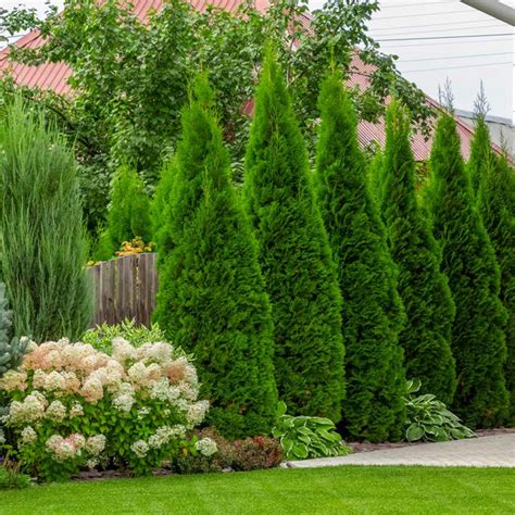 Emerald Green Arborvitae Thuja Occidentalis Emerald Green Garden