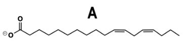 Omega-3 Fatty Acids Video Tutorial & Practice | Pearson+ Channels