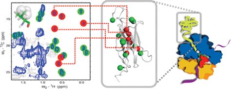 Probing Side Chain Dynamics Of A Ribosome Bound Nascent Chain Using Methyl Nmr Spectroscopy