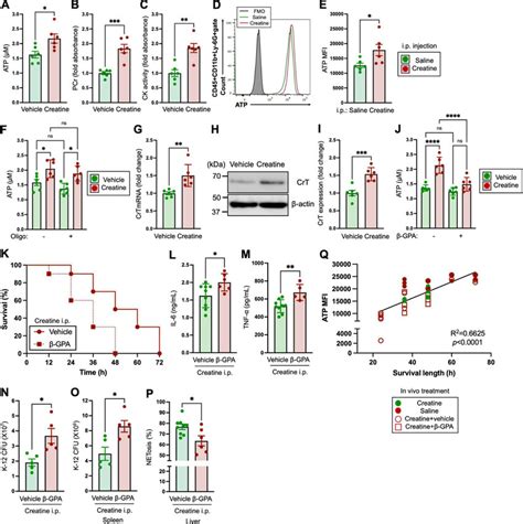 Creatine Supplementation Increases Cellular Adenosine Triphosphate