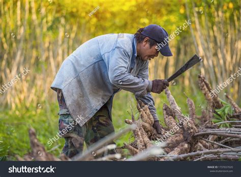 Agriculture Harvesting Tapioca Cassava Farms Large Stock Photo ...