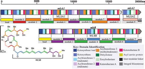 Domain And Module Organization Of The Mycolactone PKS Genes Within