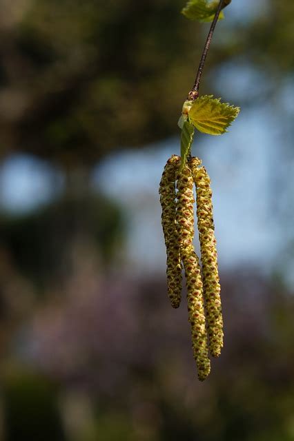 Catkin Pussy Willow Spring Free Photo On Pixabay Pixabay