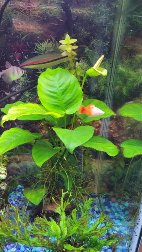 Anubias Barteri Blooming Plants Algae And Fertilizers C A R E