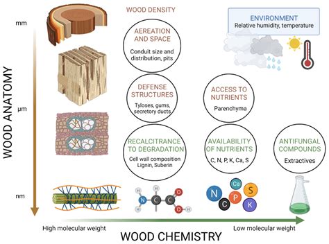 Forests Free Full Text Biological Deterioration And Natural