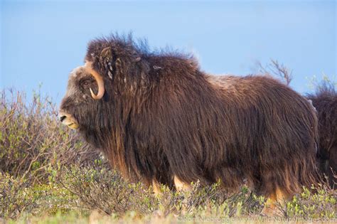 Muskox | Photos by Ron Niebrugge